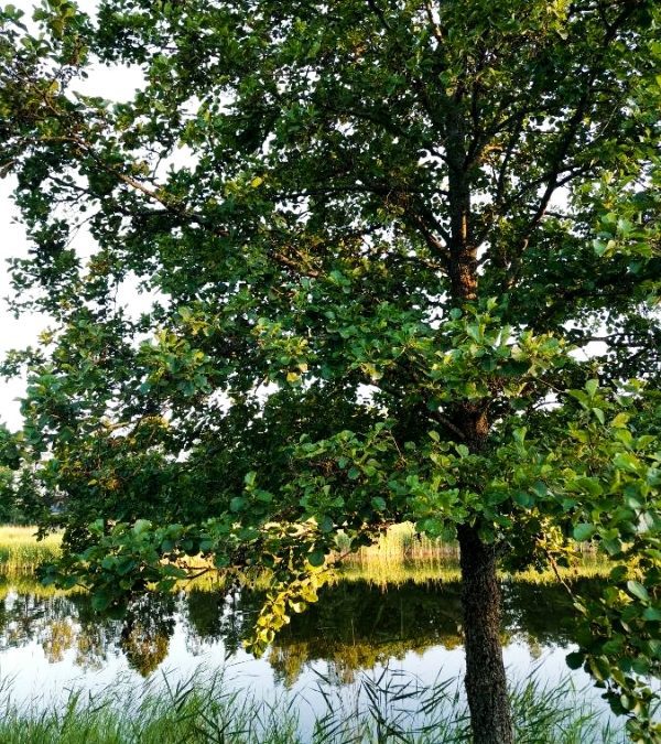 El Aliso · Amante de nuestras aguas