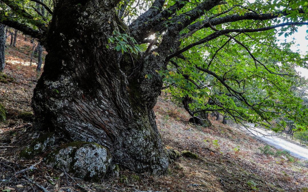 El Castaño · Origen y presente del Valle