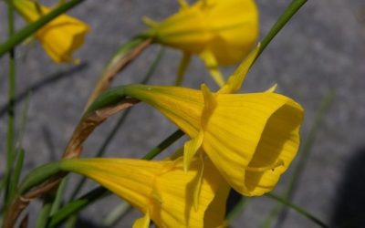 Términos y Condiciones