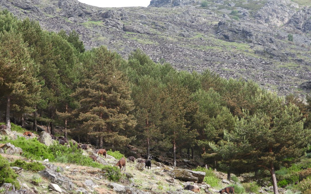 El Pino Albar · La conífera que nos mira desde arriba
